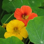 Capucine grande à fleur simple en mélange - Tropaeolum majus