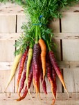 Carotte Rainbow F1 - Daucus carota