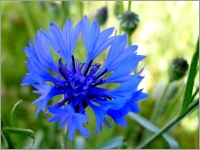 Centaurea Cyaneus
