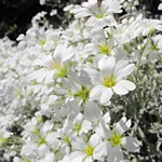 Céraiste - Cerastium biebersteinii