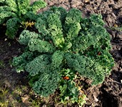 Chou frisé vert demi-nain - Brassica oleracea