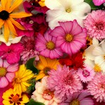 Fleurs à couper en mélange -