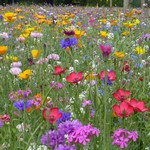 Fleurs mellifères pour papillons en mélange -