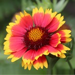 Gaillarde Vivace à grandes fleurs