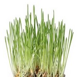 Herbe à chat (Orge)