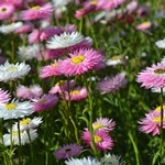 Immortelle Double en mélange - Xeranthemum Annuum