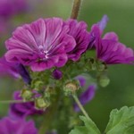 Mauve
