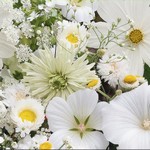 Mélange de fleurs blanches