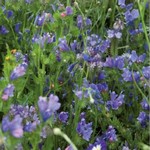 Mélange de fleurs bleues