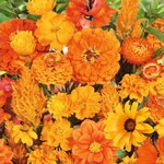 Mélange de fleurs oranges