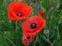 Pavot tulipe - Papaver glaucum