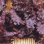 Persil japonais à feuilles rouges