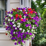Pétunia pendula en mélange - Petunia pendula