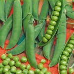 Pois à rames Serpette de Malines