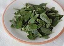 Pourpier Vert
