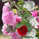 Rose trémière 'Chater's' Double en mélange - Althaea rosea