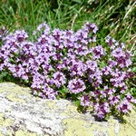 Thym Serpolet - Thymus serpyllum