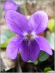Viola Odorata - Violette odorante