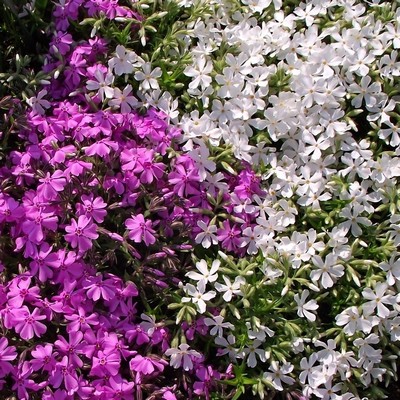 Aubriète à grandes fleurs en mélange - Aubrieta hybrida Aubriète à grandes fleurs en mélange