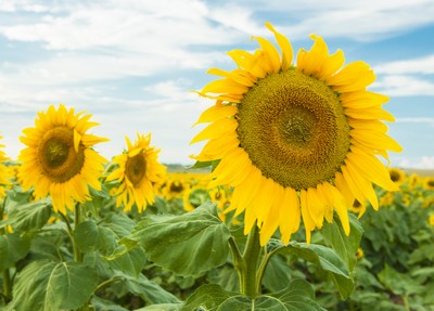 Tournesol Giganteus