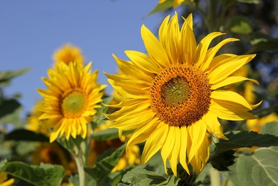 Tournesol nain Sunspot - 2024