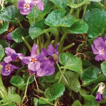 Violette odorante (Violette des 4 saisons)